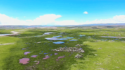 青稞“蛻變”，牦牛“出圈”！看西藏農(nóng)牧民的“十四五”豐收答卷