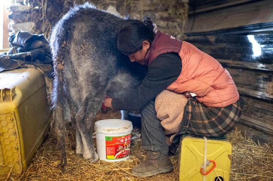 次仁普尺正在擠牛奶。人民網(wǎng)記者 翁奇羽攝