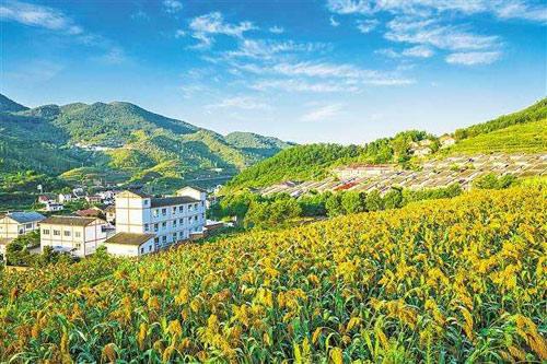 【理上網來o輝煌十九大】鄉(xiāng)村振興戰(zhàn)略：更綜合、全面、系統(tǒng)的發(fā)展戰(zhàn)略