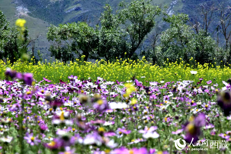 油菜花與格?；ㄏ嘤吵扇?。人民網(wǎng) 李海霞攝