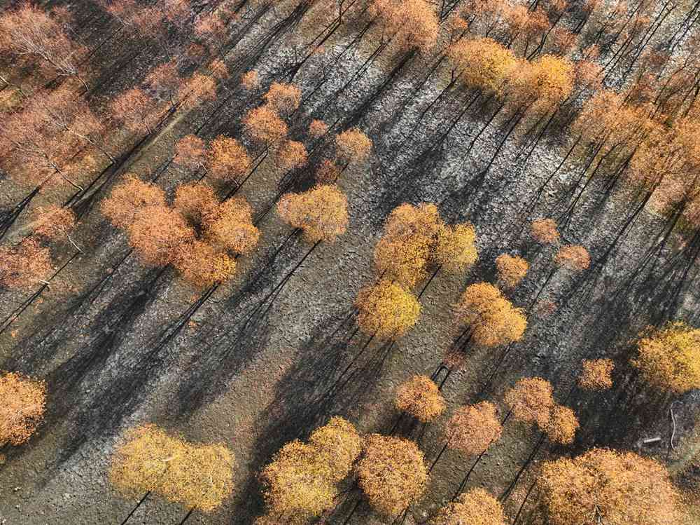 入冬時節(jié)，雅魯藏布江畔的樹林一片金黃。