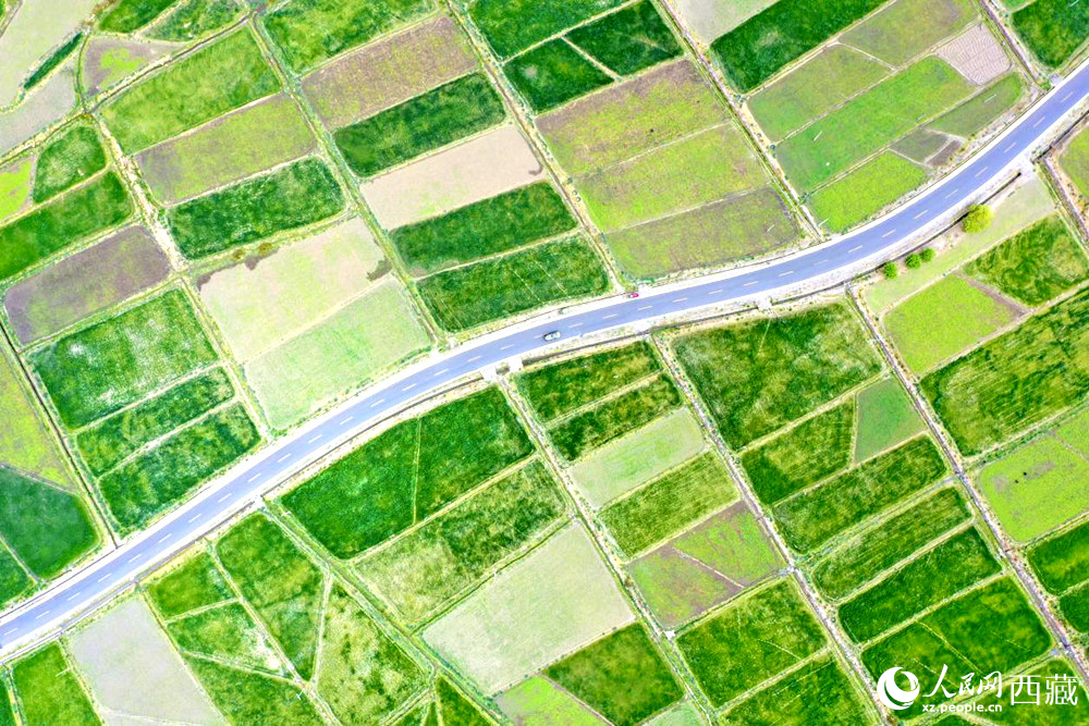 無(wú)人機(jī)視角下的西藏山南市瓊結(jié)農(nóng)田。人民網(wǎng)記者 次仁羅布攝