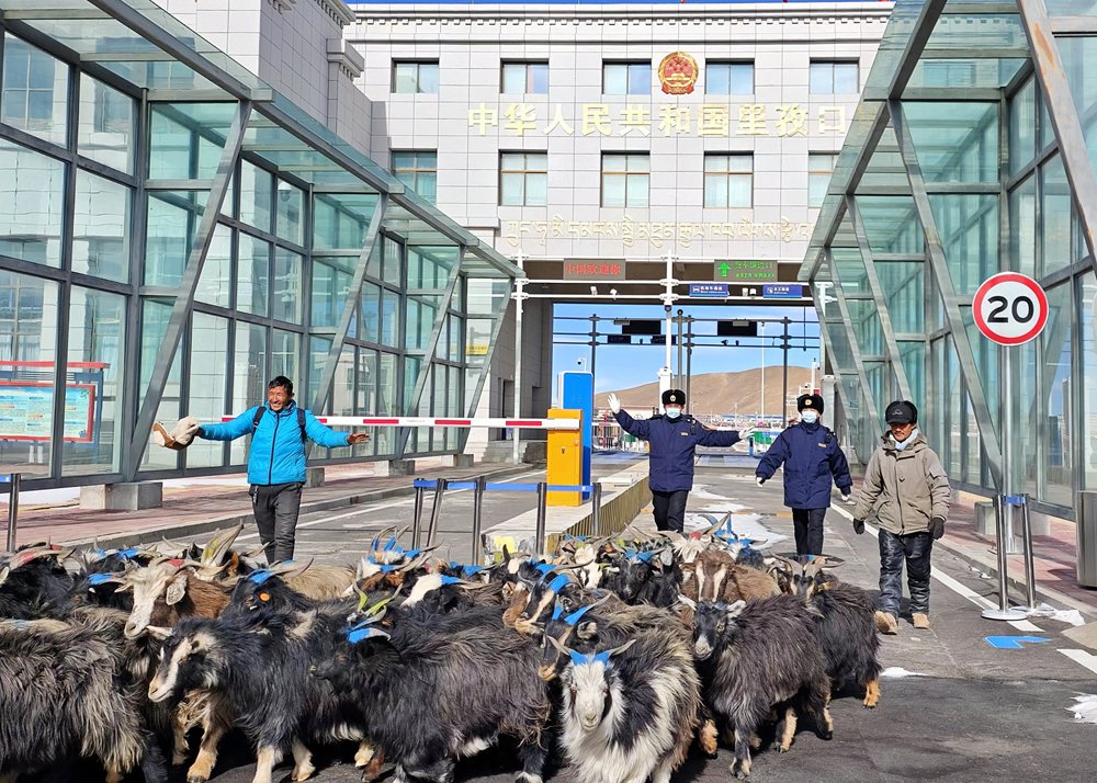 海關(guān)關(guān)員監(jiān)管驗放出口活羊。次旺久美攝