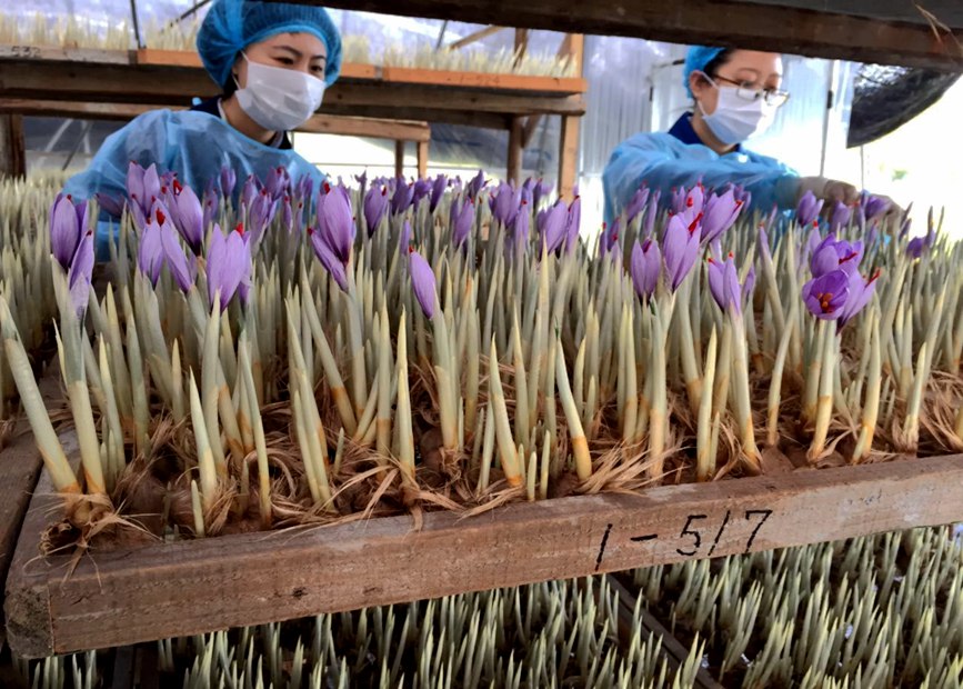 林芝天旺農牧產品有限公司藏紅花種植基地工作人員采摘藏紅花。趙新民攝