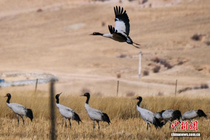 (新春走基層)西藏林周:鶴舞高原迎新春