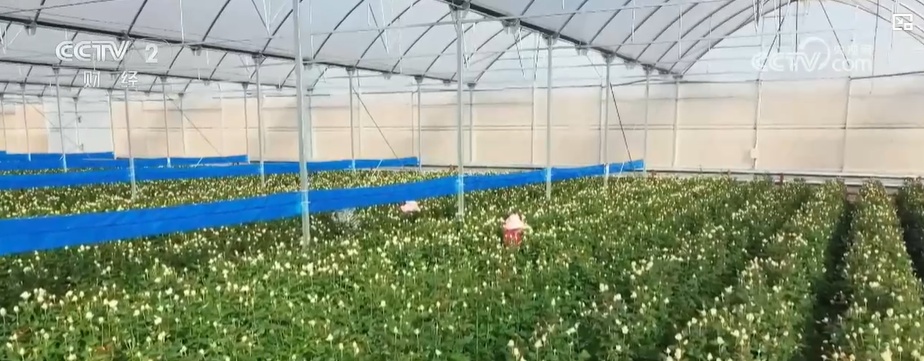 云南姚安：七夕“浪漫經(jīng)濟”升溫 日均百萬枝玫瑰供應市場