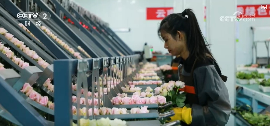 云南姚安：七夕“浪漫經(jīng)濟”升溫 日均百萬枝玫瑰供應市場