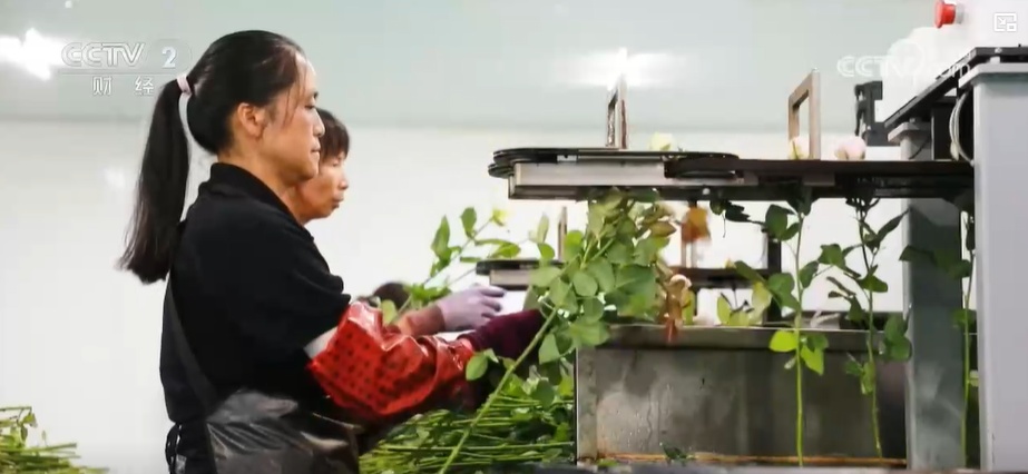 云南姚安：七夕“浪漫經(jīng)濟”升溫 日均百萬枝玫瑰供應市場