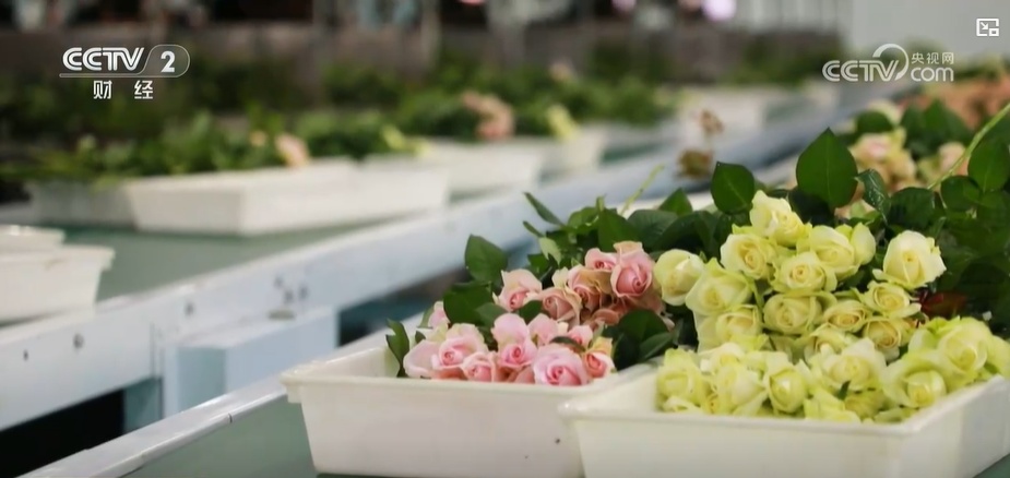 云南姚安：七夕“浪漫經(jīng)濟”升溫 日均百萬枝玫瑰供應市場