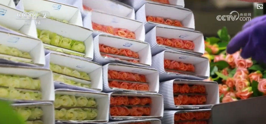 云南姚安：七夕“浪漫經(jīng)濟”升溫 日均百萬枝玫瑰供應市場