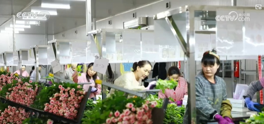 云南姚安：七夕“浪漫經(jīng)濟”升溫 日均百萬枝玫瑰供應市場