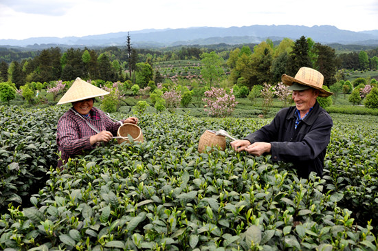 貴州省湄潭縣大力發(fā)展茶葉產(chǎn)業(yè)，60萬畝生態(tài)茶園實現(xiàn)了“綠水青山變成金山銀山”，生態(tài)與經(jīng)濟協(xié)調(diào)發(fā)展。圖為湄潭縣湄江街道金花村茶農(nóng)采茶 瞿欣含攝 _副本.jpg