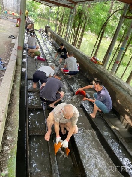 場(chǎng)面震撼！中國龍舟之鄉(xiāng)順德舉行起龍儀式