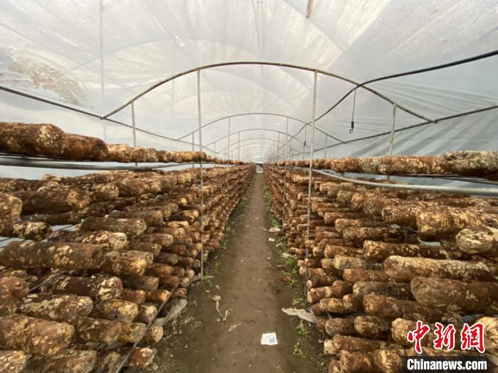 圖為基地里的食用菌菌棒。　劉鵬 攝