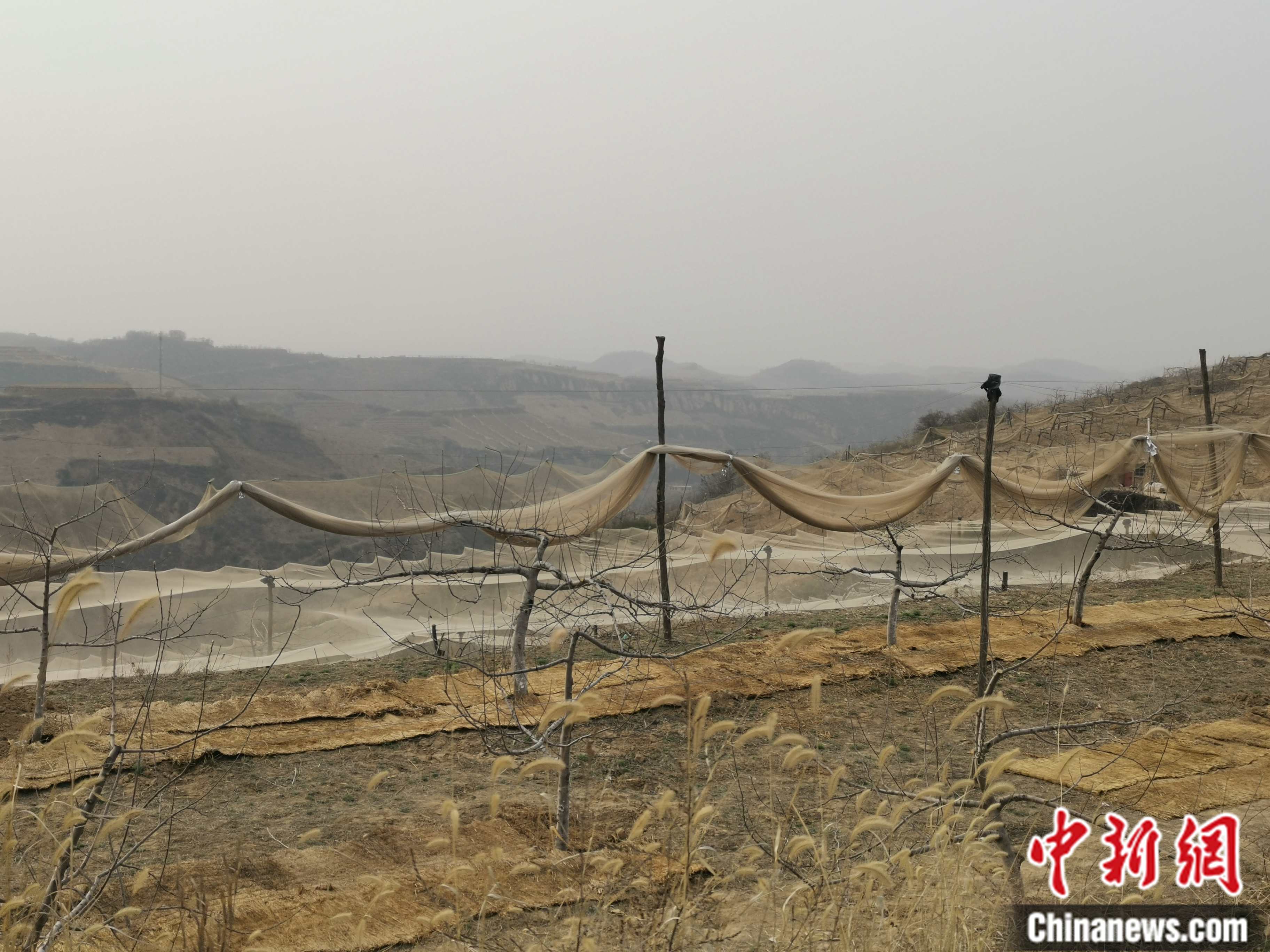 陜西省延安市寶塔區(qū)柳林鎮(zhèn)麻塔村蘋果園。 <a target='_blank'  ><p  align=