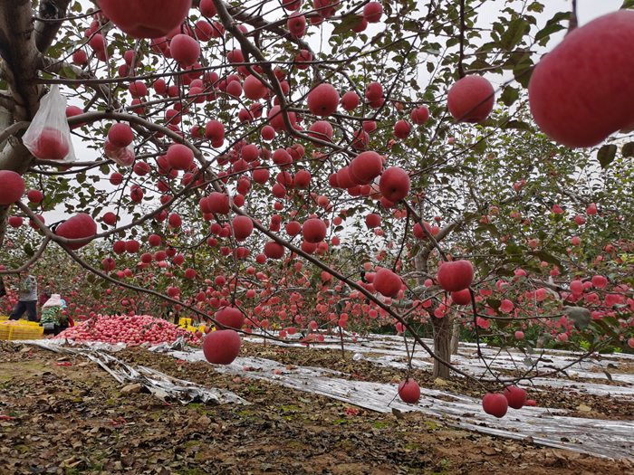 延安蘋果。來源：柳林鎮(zhèn)果技站供圖。