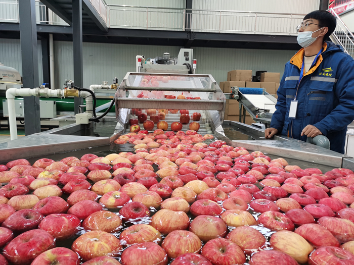 智能選果線清洗。來源：柳林鎮(zhèn)果技站供圖。