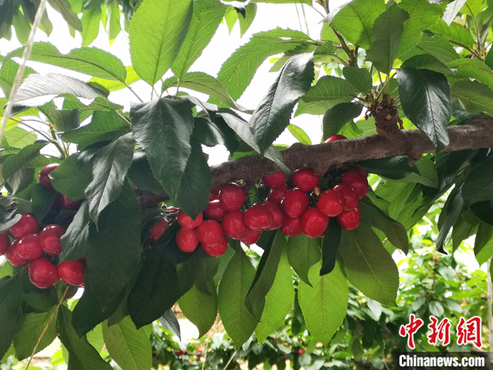 陜西省子長市盛宇現(xiàn)代農(nóng)業(yè)示范園內(nèi)，櫻桃鮮艷欲滴。<a target='_blank'  ><p  align=