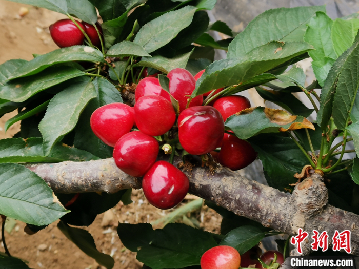 陜西省子長市盛宇現(xiàn)代農(nóng)業(yè)示范園內(nèi)，櫻桃鮮艷欲滴。<a target='_blank'  ><p  align=