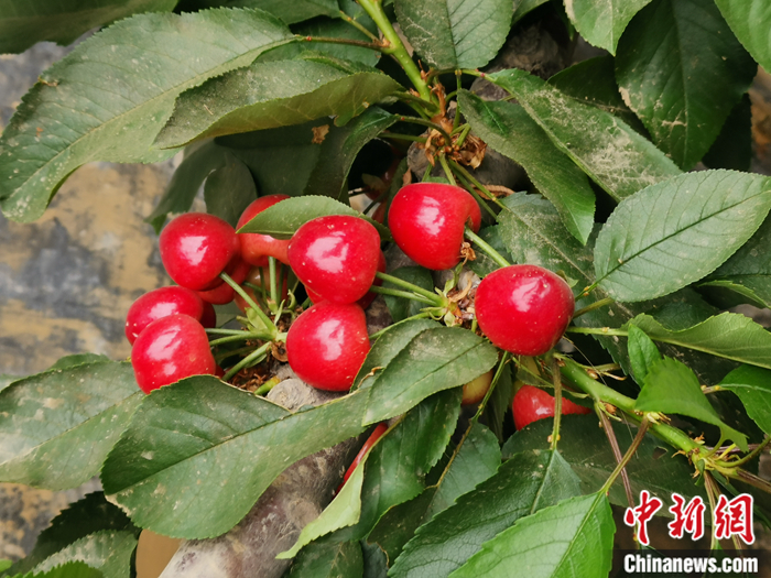 陜西省子長市盛宇現(xiàn)代農(nóng)業(yè)園區(qū)內(nèi)，櫻桃鮮艷欲滴。<a target='_blank'  ><p  align=