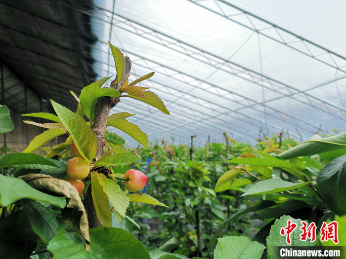 陜西省子長市盛宇現(xiàn)代農(nóng)業(yè)示范園櫻桃園區(qū)。<a target='_blank'  ><p  align=