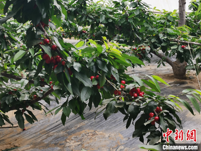 陜西省子長市盛宇現(xiàn)代農(nóng)業(yè)示范園內(nèi)，櫻桃鮮艷欲滴。<a target='_blank'  ><p  align=