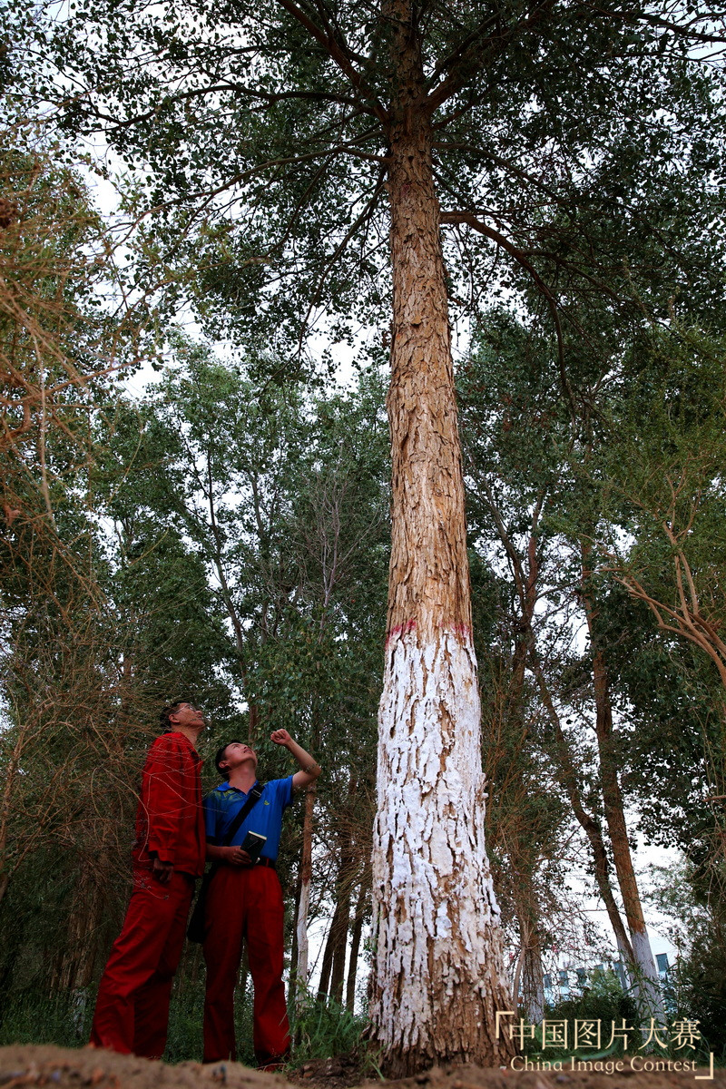 綠化大漠不是夢(mèng)